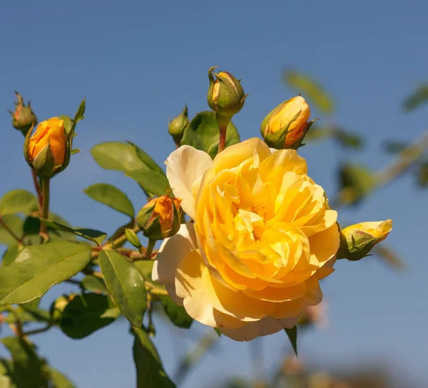 Grande Plano Rose Bud Foco Suave Flor Natureza — Fotografia de Stock