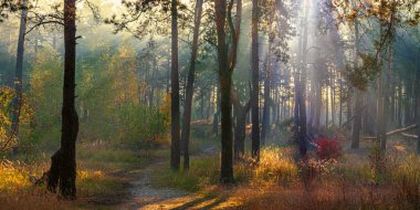 Orman. Sonbahar. Sonbahar kıyafetleri içinde ormanda hoş bir yürüyüş. Güneş ağaçların dallarında oynar ve ışınlarıyla tüm ormanı sarar. Hafif sis, resmi biraz süpürüyor..