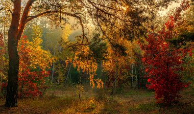 Orman. Sonbahar. Sonbahar kıyafetleri içinde ormanda hoş bir yürüyüş. Güneş ağaçların dallarında oynar ve ışınlarıyla tüm ormanı sarar. Hafif sis, resmi biraz süpürüyor..