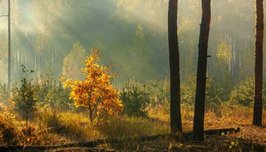 Orman. Sonbahar. Sonbahar kıyafetleri içinde ormanda hoş bir yürüyüş. Güneş ağaçların dallarında oynar ve ışınlarıyla tüm ormanı sarar. Hafif sis, resmi biraz süpürüyor..