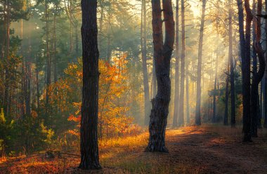 Orman. Sonbahar. Sonbahar kıyafetleri içinde ormanda hoş bir yürüyüş. Güneş ağaçların dallarında oynar ve ışınlarıyla tüm ormanı sarar. Hafif sis, resmi biraz süpürüyor..