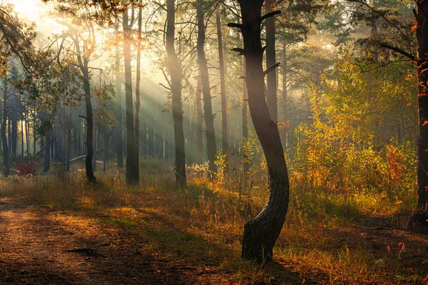 森だ秋だ森の中を散歩し 秋の衣装を着て楽しい散歩 太陽は木の枝の上で遊び 森全体を光線で透過させます 光の霧が写真を少し掃除します — ストック写真