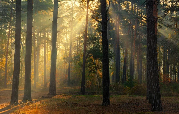 Las Jesienią Przyjemny Spacer Lesie Ubrany Jesienny Strój Słońce Bawi — Zdjęcie stockowe