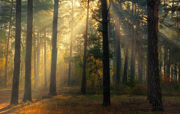 Forest. Autumn. A pleasant walk through the forest, dressed in an autumn outfit. The sun plays on the branches of trees and permeates the entire forest with its rays. Light fog makes the picture a little bit sweeping.