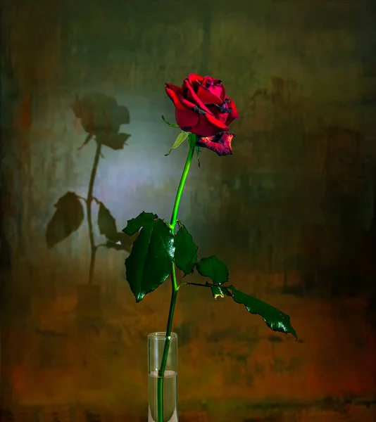 Egy Vörös Rózsa Virág Árnyéka Ráesik Falra Csendélet Minimalizmus — Stock Fotó