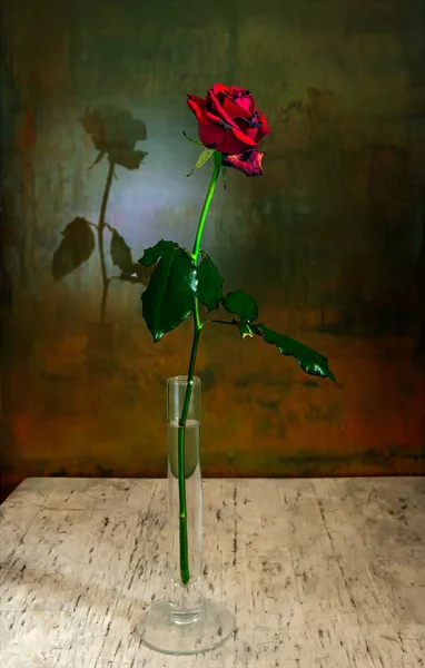 Une Rose Rouge Ombre Fleur Tombe Sur Mur Nature Morte — Photo