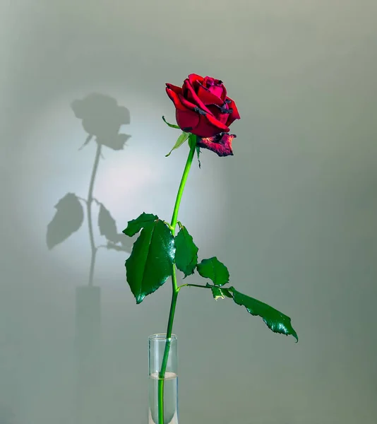 Uma Rosa Vermelha Sombra Flor Cai Parede Ainda Vida Minimalismo — Fotografia de Stock