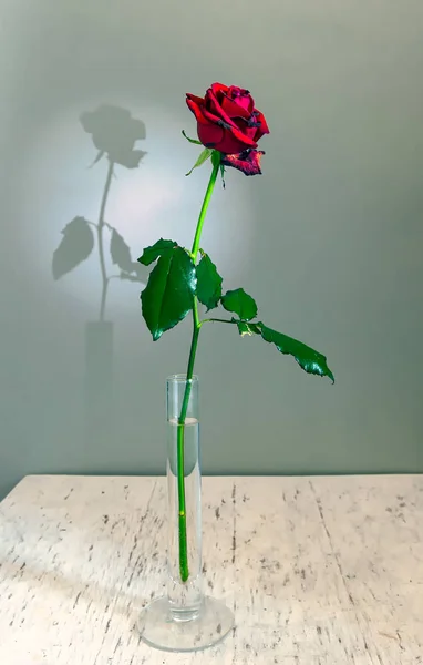 Uma Rosa Vermelha Sombra Flor Cai Parede Ainda Vida Minimalismo — Fotografia de Stock