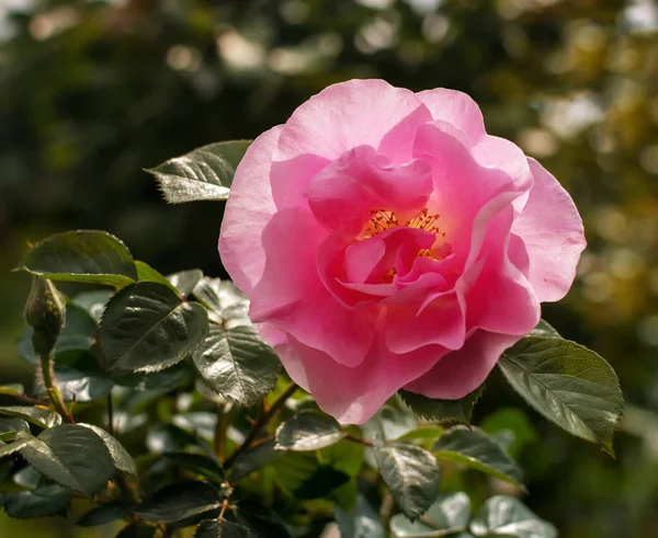 Rose Květina Bud Zblízka Jemné Soustředění Nature — Stock fotografie