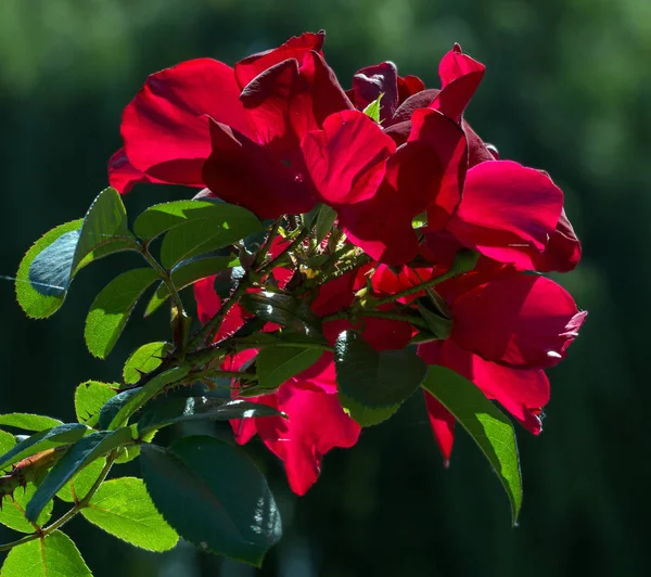 Róża Kwiat Bud Zamknij Się Miękkie Skupienie Przyroda — Zdjęcie stockowe