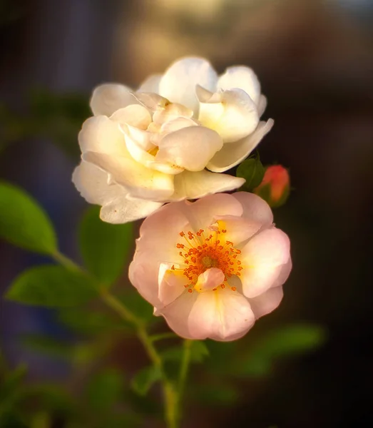 Роза Цветок Бад Закрой Мягкий Фокус Природа — стоковое фото
