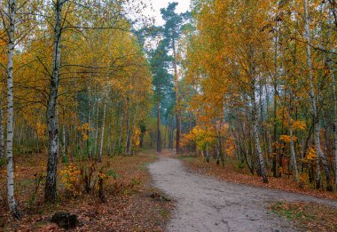 Sonbahar manzarası. Güzel bir yürüyüş için güzel güneşli bir gün. Sonbahar renkleriyle süslenmiş güzel bir orman gözü memnun eder..