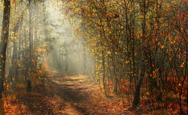 Caminhe Floresta Tempo Outono Agradável Raios Solares Brincam Nos Ramos — Fotografia de Stock