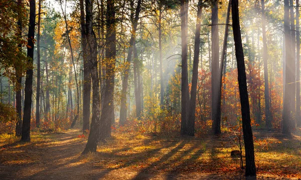 Caminhe Floresta Tempo Outono Agradável Raios Solares Brincam Nos Ramos — Fotografia de Stock