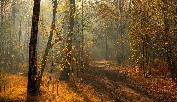 Walk in the woods. Pleasant autumn weather. Sun rays play in the branches of trees.