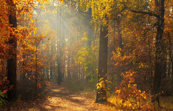 Caminhe Floresta Tempo Outono Agradável Raios Solares Brincam Nos Ramos — Fotografia de Stock