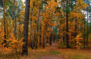 Sonbahar manzarası güzel bir yürüyüş için güzel bir gün. Sonbahar çiçekleriyle süslenmiş güzel bir orman, gözleri memnun eder..