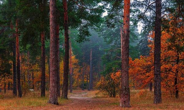 Herfstlandschap Een Goede Dag Voor Een Aangename Wandeling Een Prachtig — Stockfoto