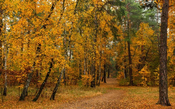 Podzimní Krajina Dobrý Den Pro Příjemnou Procházku Krásný Les Zdobený — Stock fotografie