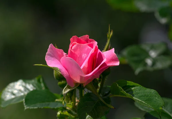 Розовый Цветок Фото Растения Саду Зеленом Фоне Мягкий Фокус — стоковое фото