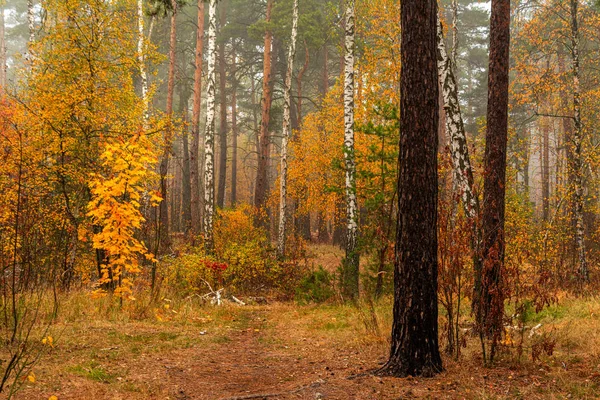 秋の風景 素敵な散歩のための素晴らしい一日 紅葉に彩られた美しい森が目を楽しませてくれる — ストック写真