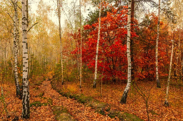 Jesienny Krajobraz Ładny Dzień Miły Spacer Piękny Las Ozdobiony Jesiennymi — Zdjęcie stockowe