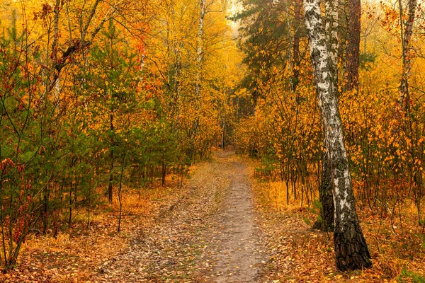 Autumn Landscape Nice Day Nice Walk Beautiful Forest Decorated Autumn — Stock Photo, Image