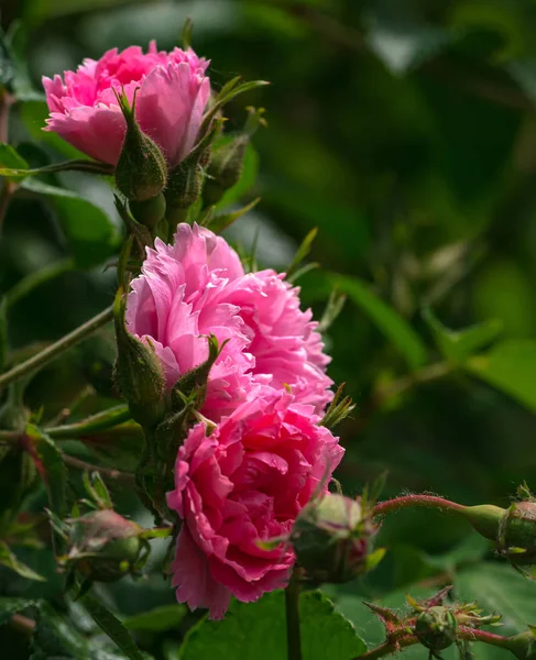 Rose Flower Foto Rostliny Zahradě Zeleném Pozadí Měkké Zaměření — Stock fotografie