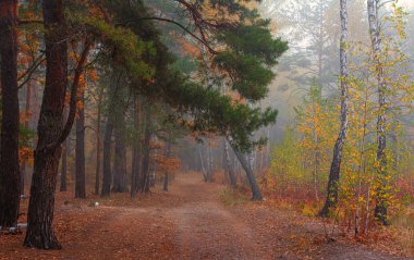 Orman. Sonbahar. Sis ağaçları sardı. Yapraklar ve çimenler sonbahar kıyafetleri içinde