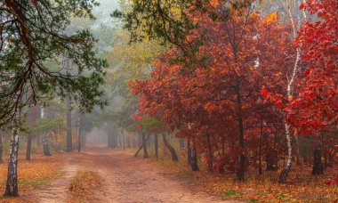Orman. Sonbahar. Sis ağaçları sardı. Yapraklar ve çimenler sonbahar kıyafetleri içinde
