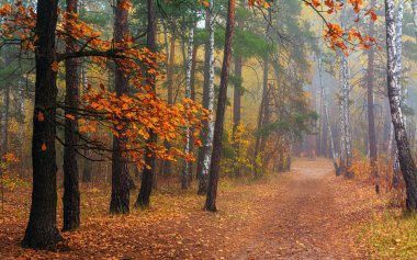 Orman. Sonbahar. Sis ağaçları sardı. Yapraklar ve çimenler sonbahar kıyafetleri içinde