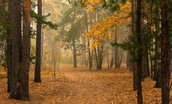 Bosque Otoño Niebla Envolvió Los Árboles Hojas Hierba Vestidas Con — Foto de Stock