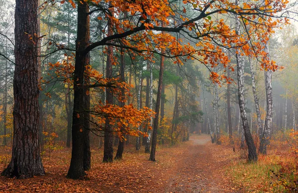 Bos Herfst Mist Omhulde Bomen Bladeren Gras Gekleed Herfstkleding — Stockfoto