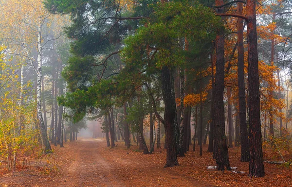 Bosque Otoño Niebla Envolvió Los Árboles Hojas Hierba Vestidas Con —  Fotos de Stock