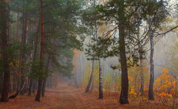 Bosque Otoño Niebla Envolvió Los Árboles Hojas Hierba Vestidas Con — Foto de Stock