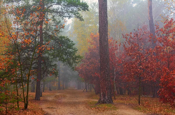 Wald Herbst Nebel Hüllte Die Bäume Ein Blätter Und Gras — Stockfoto