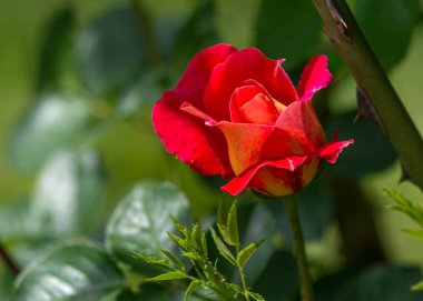Gül çiçeği. Bahçede yeşil bir arka planda fotoğraf bitkileri. Yumuşak odak.