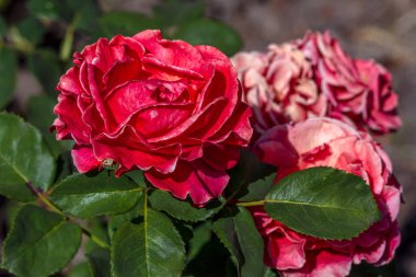 Gül çiçeği. Bahçede yeşil bir arka planda fotoğraf bitkileri. Yumuşak odak.