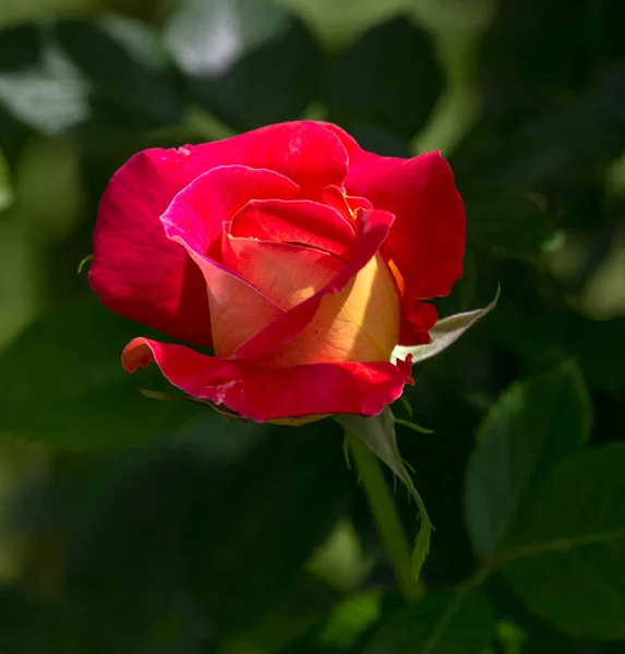 Rose Flower Foto Rostliny Zahradě Zeleném Pozadí Měkké Zaměření — Stock fotografie