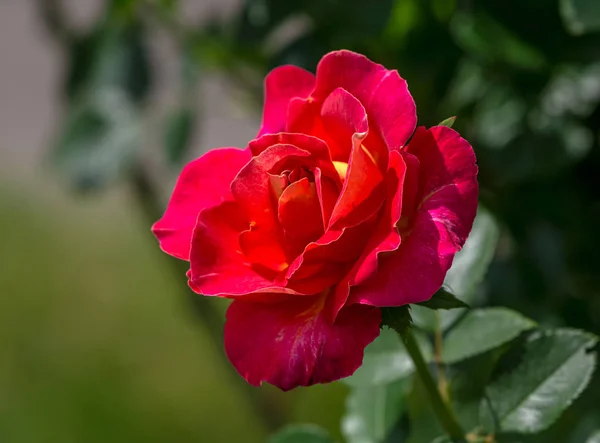 Розовый Цветок Фото Растения Саду Зеленом Фоне Мягкий Фокус — стоковое фото