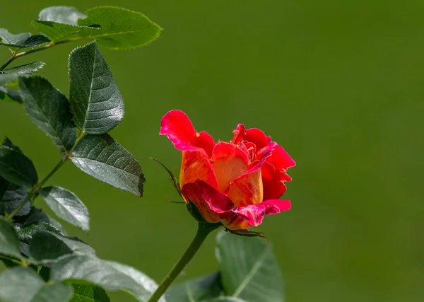 Rose Flower Foto Rostliny Zahradě Zeleném Pozadí Měkké Zaměření — Stock fotografie