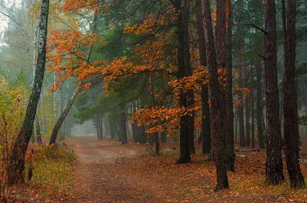 Auf Waldwegen Unterwegs Herbstfarben Schmückten Die Bäume Leichter Nebel Schafft — Stockfoto