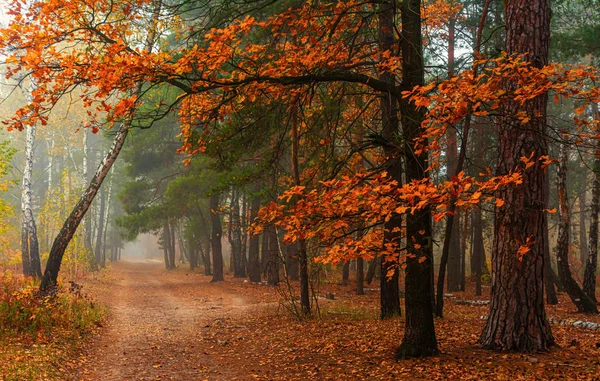 Путешествует Лесным Дорогам Осенние Цвета Украшали Деревья Свет Тумана Создает — стоковое фото