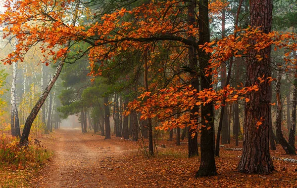 Voyager Long Des Routes Forestières Des Couleurs Automnales Ornaient Les — Photo