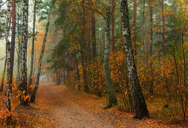 森林道路に沿って旅行 秋の色が木を飾りました 光霧は素晴らしいシーンを作成します — ストック写真