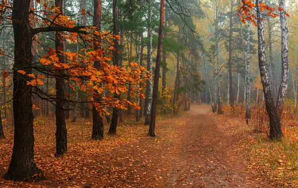 Viajando Por Caminos Forestales Los Colores Otoñales Adornaban Los Árboles — Foto de Stock