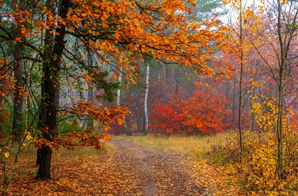 Cestování Lesních Cestách Stromy Zdobily Podzimní Barvy Světlá Mlha Vytváří — Stock fotografie