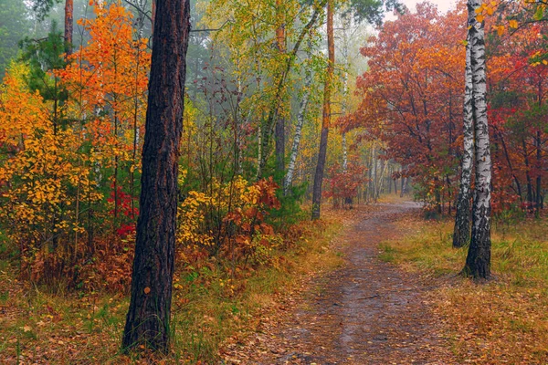 Auf Waldwegen Unterwegs Herbstfarben Schmückten Die Bäume Leichter Nebel Schafft — Stockfoto