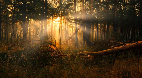 Erdő Őszi Reggelen Nap Sugarai Játszanak Fák Ágai Kellemes Séta — Stock Fotó