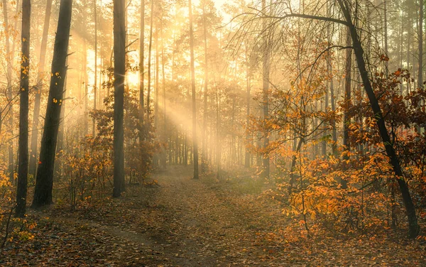 Floresta Bom Dia Outono Raios Sol Jogam Nos Ramos Das — Fotografia de Stock